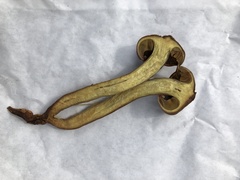 Gymnopilus punctifolius