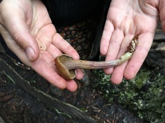 Gymnopilus punctifolius