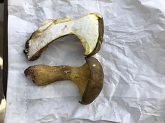 Cantharocybe gruberi