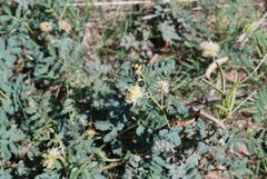 Desmanthus cooleyi