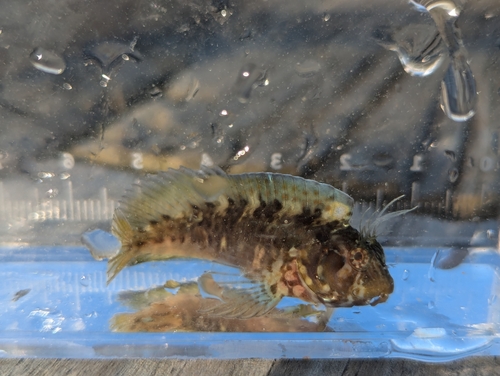 Crested Blenny (Hypleurochilus geminatus) — Blenniidae — 3
