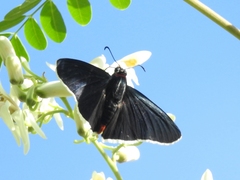 Elbella scylla