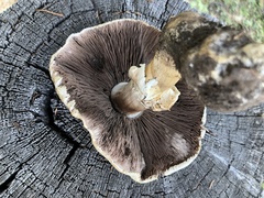 Agaricus didymus