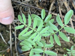 Astragalus tennesseensis