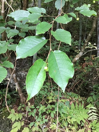 Neoshirakia (Neoshirakia japonica)