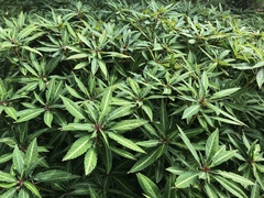 Impatiens omeiana