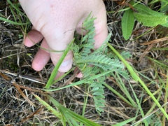 Astragalus tennesseensis