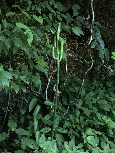 Cardiocrinum cathayanum, photograph 1