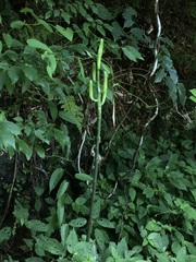 王天, CC BY, iNaturalist via GBIF Cardiocrinum cathayanum, photograph 王天, CC BY, iNaturalist via GBIF
