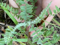 Astragalus tennesseensis