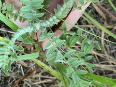 Astragalus tennesseensis