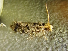 Amydria margoriella