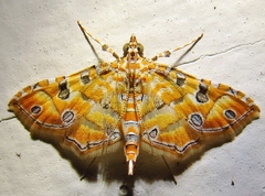 Ommatospila narcaeusalis