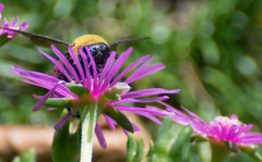Xylocopa appendiculata