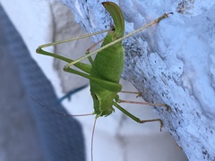 Leptophyes laticauda