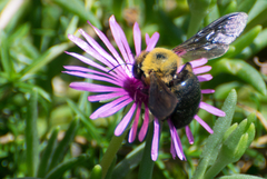 Xylocopa appendiculata