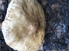 Pluteus brunneidiscus