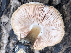 Pluteus brunneidiscus
