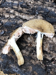 Pluteus brunneidiscus