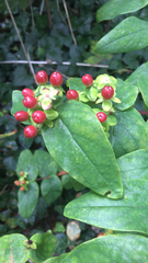 Hypericum androsaemum