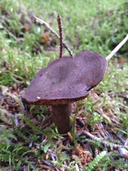Porphyrellus