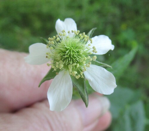White avens (Geum canadense)