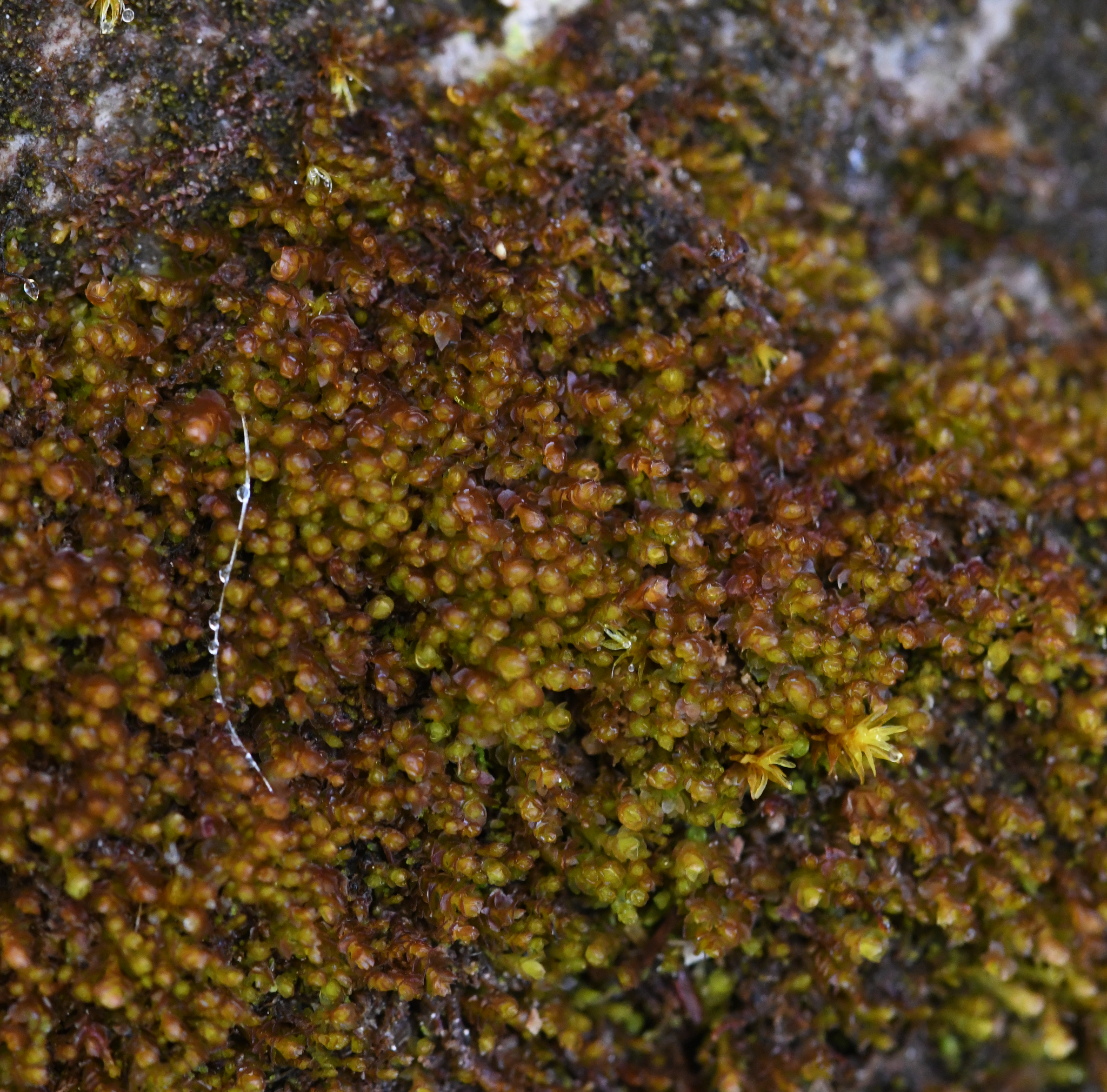 Image of Marsupella emarginata by no rights reserved