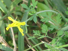Corydalis micrantha texensis