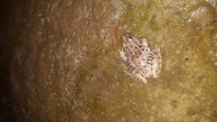 Lithobates sphenocephalus utricularius