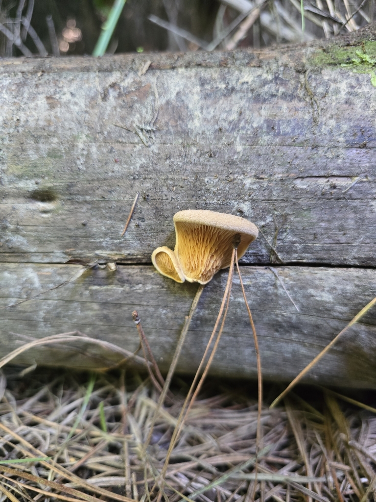 Tapinella panuoides · April 2025 · photo: © xmahliax (iNaturalist, cc-by-nc)