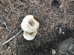 Pluteus brunneidiscus