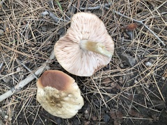 Pluteus brunneidiscus