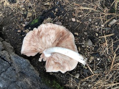Pluteus brunneidiscus