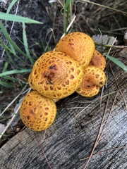Pholiota adiposa