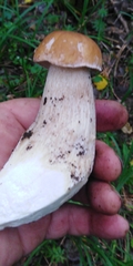 Boletus betulicola