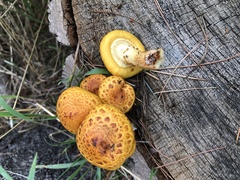 Pholiota adiposa