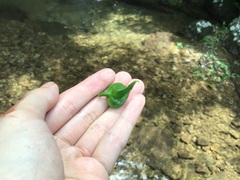 Hemiboea subcapitata, photograph 王天, CC BY, iNaturalist via GBIF