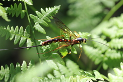 Megarhyssa nortoni