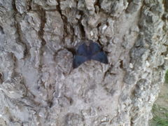 Riodinidae