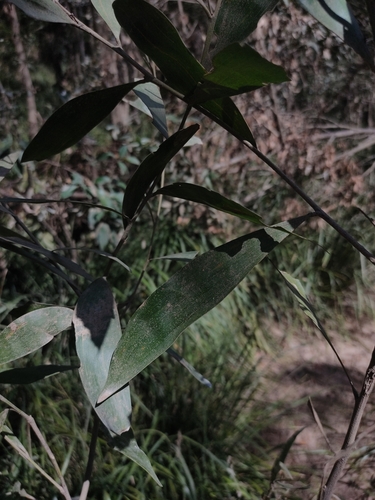 Image of Acacia disparrima by (c) Tony van Kampen, some rights reserved (CC BY)