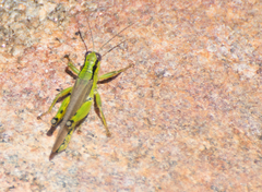 Ognevia longipennis