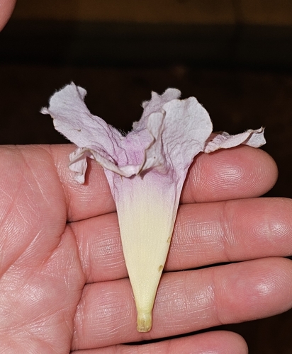 Image of Tabebuia heterophylla by (c) froggymum, some rights reserved (CC BY)