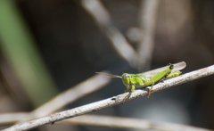 Ognevia longipennis