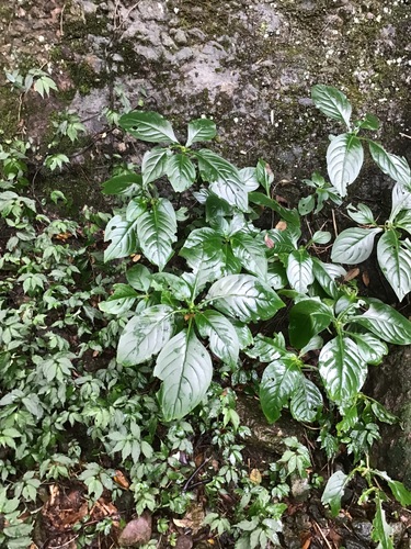 Hemiboea subcapitata, photograph 3