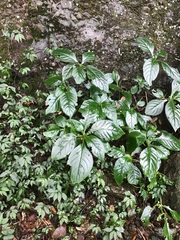 Hemiboea subcapitata, photograph 王天, CC BY, iNaturalist via GBIF