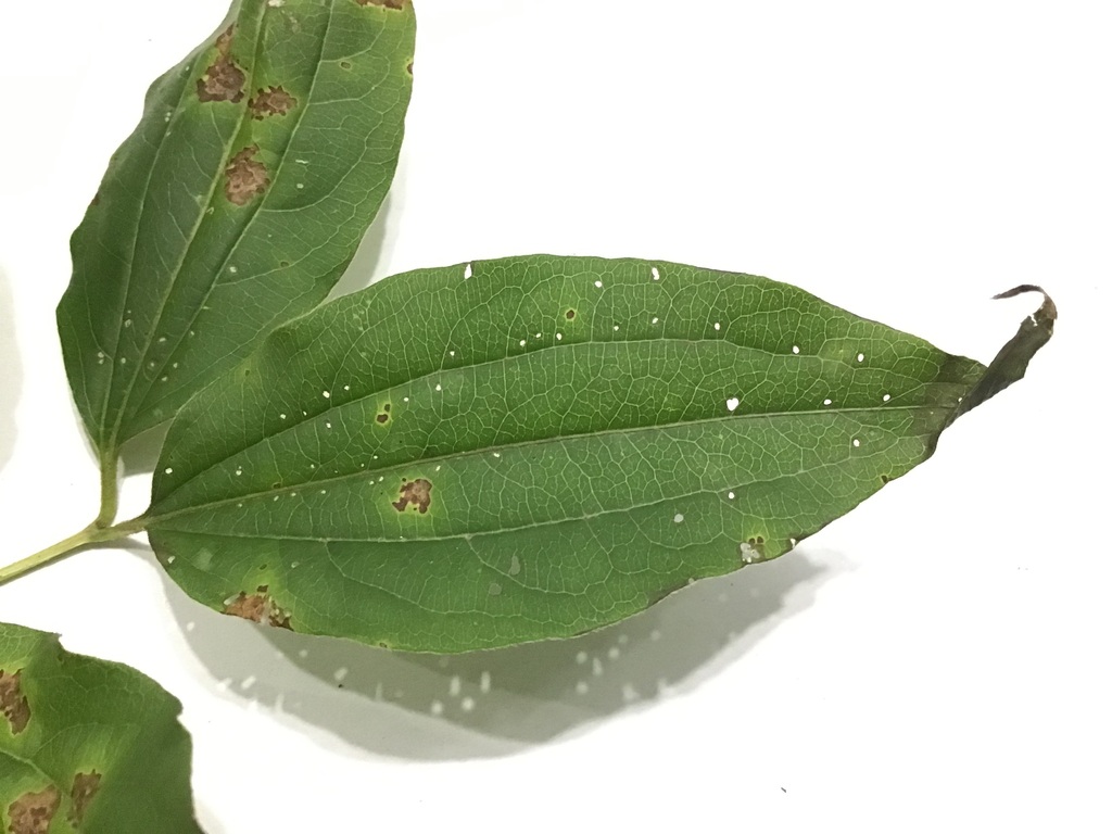 Heptacodium miconioides, 中国浙江省宁波市海曙区