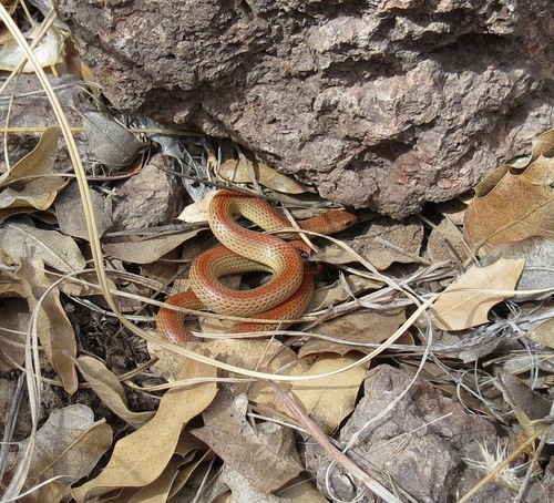 Photo of a miter snake (Sonora episcopa)