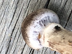 Cortinarius brunneus