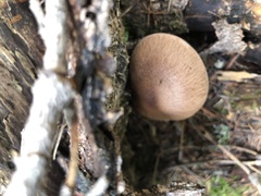 Cortinarius brunneus