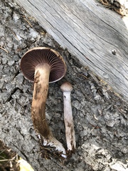 Cortinarius brunneus